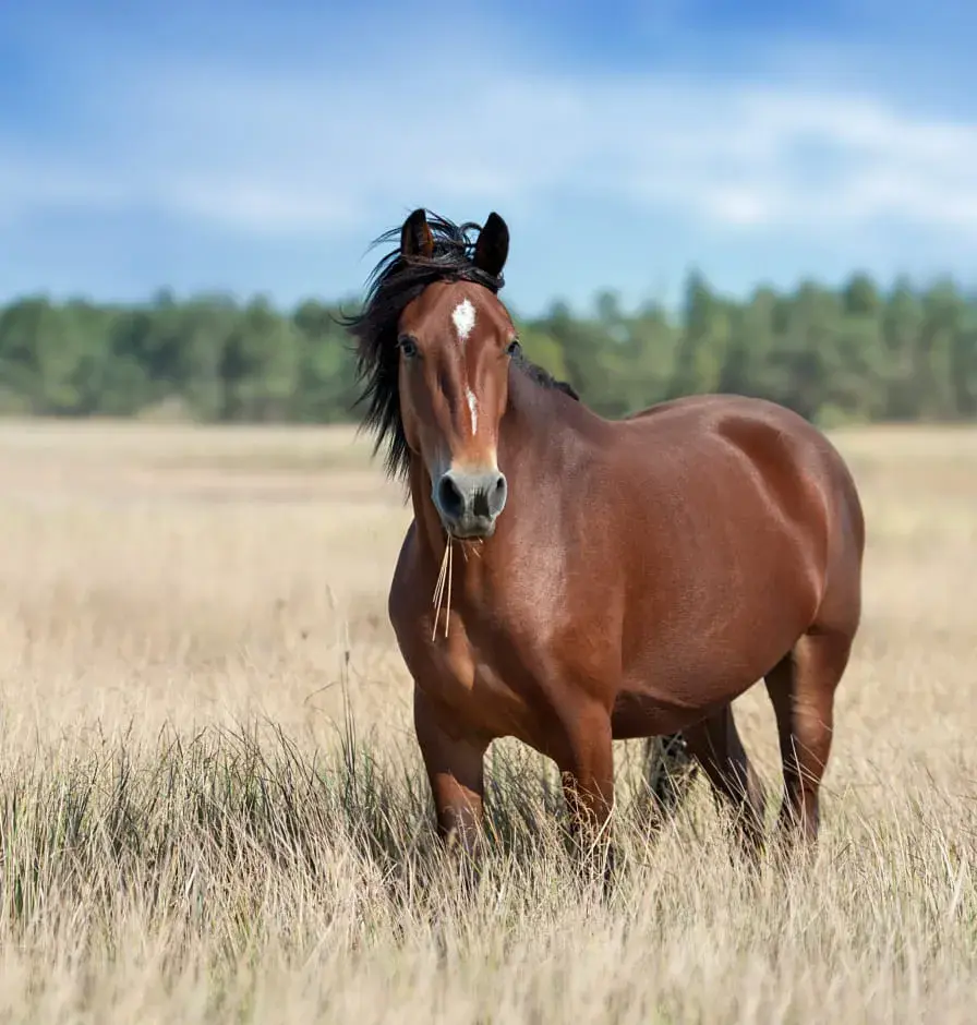 Reverdy Sport Horses - Fidesio