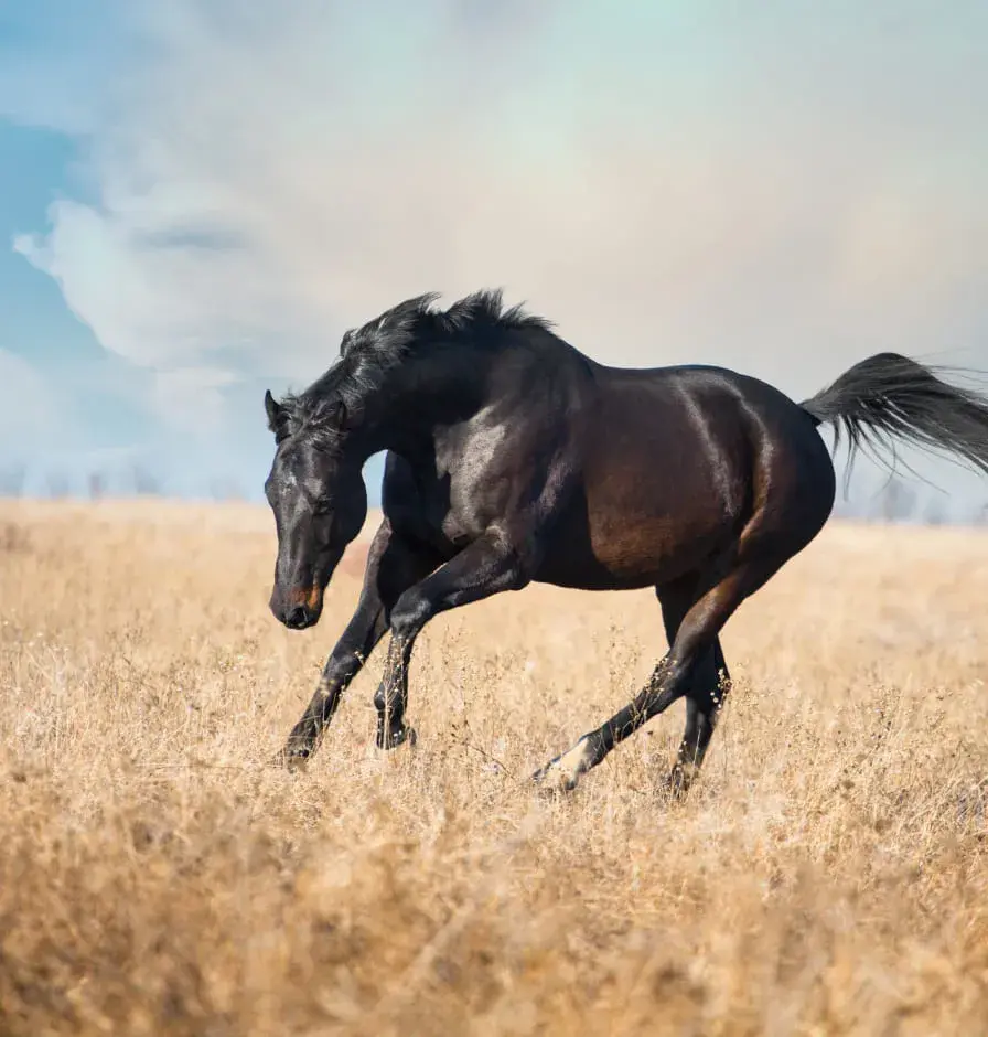 Reverdy Sport Horses - Fidesio